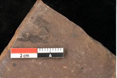 Foto (Detailsansicht) von Quercus mediterranea, Unger (NHMW-GEO-2024-0188-0914)